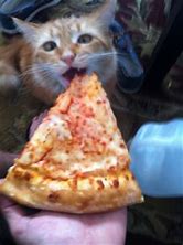 Image result for Black Cat Pizza Meme