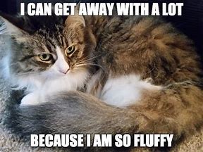 Image result for Fluffa Cat Meme