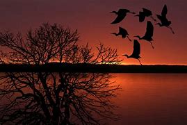 Image result for Sunset and Birds