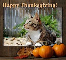 Image result for Happy Thanksgiving Cat Meme