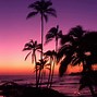 Image result for Corkscrew Palm Tree