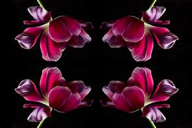 Image result for Pink Symmetry