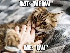 Image result for Cat Biting Food in Meme