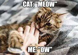 Image result for Cat Bite Meme