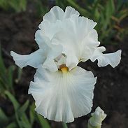 Image result for Iris germanica Tufted Cloud