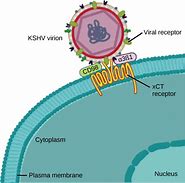 Image result for Viral Cell Structure