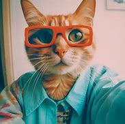 Image result for Cat Taking Selfie Meme