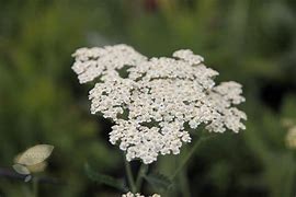 Image result for Achillea Alabaster