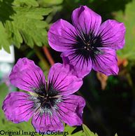 Image result for Geranium Dragon Heart ®