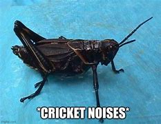 Image result for Yelling Crickets
