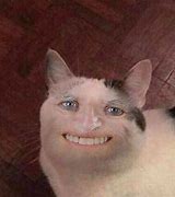 Image result for Cat with Man Face Meme