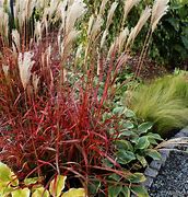 Image result for Miscanthus sinensis Dronning Ingrid