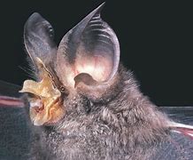 Image result for Bat Head