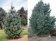 Image result for Pinus flexilis Vanderwolfs Pyramid