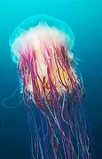 Image result for Really Cool Sea Animals