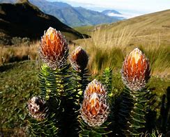 Image result for chuquiragua