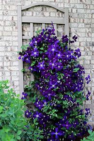 Image result for How to Grow Clematis