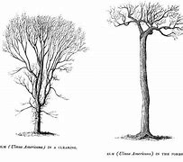 Image result for Elm Tree Characteristics