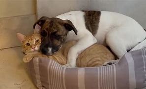 Image result for Puppy and Kitten Snuggling