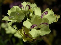 Image result for Dianthus knappii