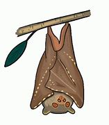 Image result for Cute Fruit Bat Drawing