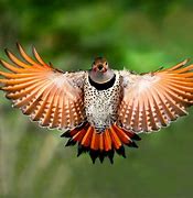 Image result for Red-shafted Flicker
