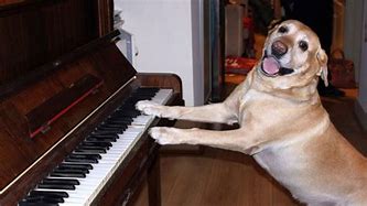 Image result for Dog Playing Piano Image