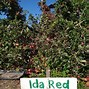 Image result for Ida Red Apple