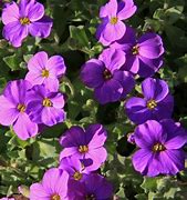 Image result for Purple Flowers iPhone 6 Cases