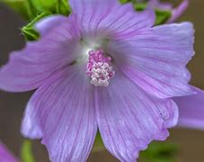 Image result for Malva Moschata