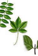 Image result for Tree Leaves Identification