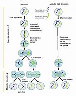 Image result for Mitosis and Meiosis Chromosome Numbers