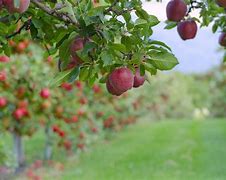 Image result for Fall Apple Tree