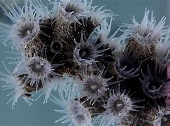 Image result for co_to_znaczy_zoantharia