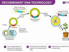 Image result for Recombinant DNA