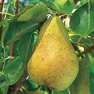 Image result for Pineapple Pear