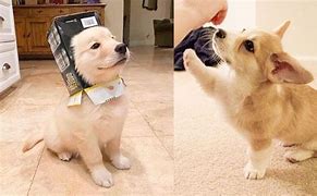 Image result for Dogs Doing Funny Things