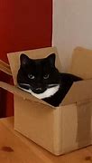 Image result for My House Not My Cat