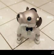 Image result for Sony Aibo in Park
