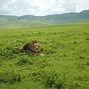 Image result for Lion with No Mane