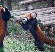 Image result for Panda Fighting