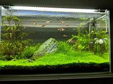ada aquascape ada 60p iwagumi aquascape plantedtank ada aquascape ada 60p iwagumi aquascape plantedtank