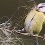 Image result for British Wildlife Photography Awards