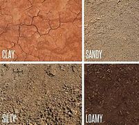 Image result for Sandy Soil Images