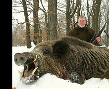 Image result for Boar Hunting in America