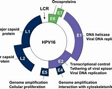 Image result for HPV DNA