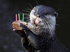 Image result for Otter Themed Party