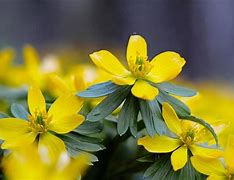 Eranthis hyemalis Pauline に対する画像結果