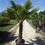 Image result for Hardy Palm Trees