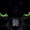 Image result for Beautiful Cat in Cat Eyes